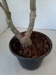 LEILÃO Nº 546 - Imagem 3