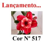 ENXERTO COR LM 517