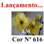 ENXERTO COR LM 616
