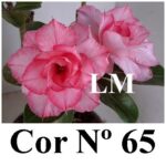 ENXERTO COR LM 65