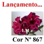 ENXERTO COR LM 867)