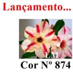 ENXERTO COR LM 874