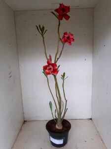 Planta Dobrada 1270 – 40cm – 03 anos - Imagem 2