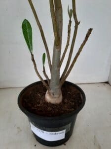 Planta Dobrada 1270 – 40cm – 03 anos - Imagem 7
