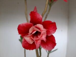 Planta Dobrada 1270 – 40cm – 03 anos - Imagem 4