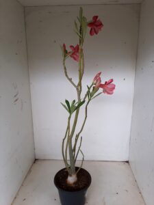 Planta Dobrada 1270 – 40cm – 03 anos - Imagem 5