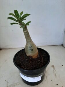 ENXERTO 7239 – 20cm (cor LM 721) - Imagem 2