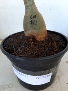 ENXERTO 7239 – 20cm (cor LM 721) - Imagem 4