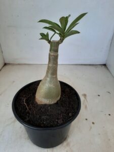 ENXERTO 7239 – 20cm (cor LM 721) - Imagem 3