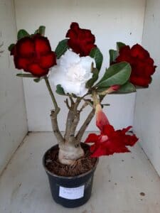 LEILÃO Nº 553 - Imagem 2