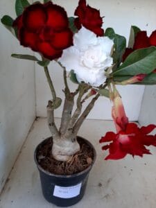 LEILÃO Nº 553 - Imagem 5