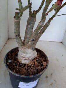 LEILÃO Nº 553 - Imagem 8