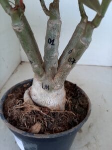 LEILÃO Nº 553 - Imagem 7