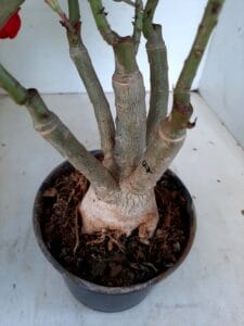 LEILÃO Nº 553 - Imagem 6