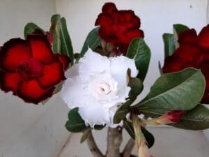 LEILÃO Nº 553 - Imagem 4