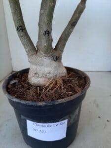 LEILÃO Nº 553 - Imagem 14