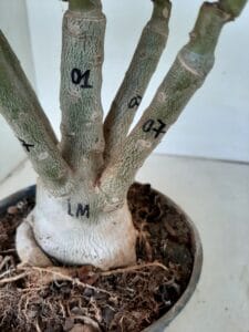 LEILÃO Nº 553 - Imagem 13