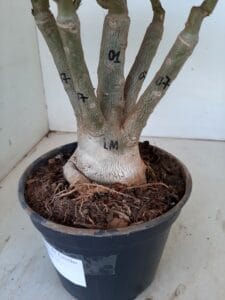 LEILÃO Nº 553 - Imagem 12