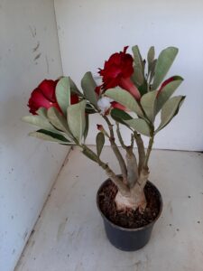 LEILÃO Nº 553 - Imagem 11