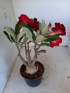 LEILÃO Nº 553 - Imagem 10