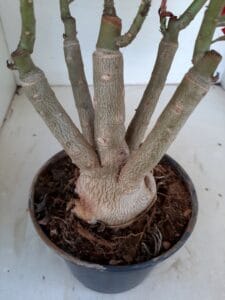 LEILÃO Nº 553 - Imagem 9