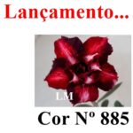 ENXERTO COR LM 885