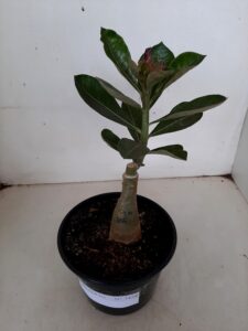 ENXERTO 7428 – 22cm (cor LM 655) - Imagem 2