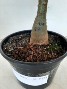 ENXERTO 7428 – 22cm (cor LM 655) - Imagem 4