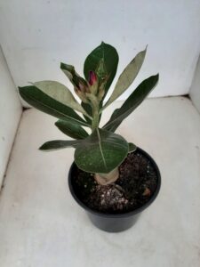 ENXERTO 7428 – 22cm (cor LM 655) - Imagem 3