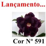 ENXERTO COR LM 591