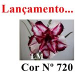 ENXERTO COR LM 720