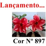 ENXERTO COR LM 897