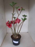 Planta Dobrada 1295 – 45cm – 04 anos - Imagem 2