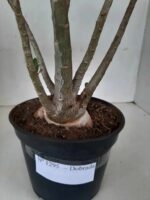 Planta Dobrada 1295 – 45cm – 04 anos - Imagem 5