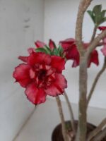 Planta Dobrada 1295 – 45cm – 04 anos - Imagem 4