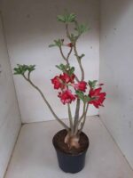 Planta Dobrada 1295 – 45cm – 04 anos - Imagem 6