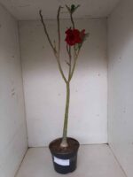 Planta Dobrada 1297 – 55cm – 03 anos - Imagem 2
