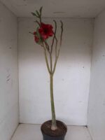 Planta Dobrada 1297 – 55cm – 03 anos - Imagem 5
