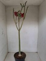 Planta Dobrada 1297 – 55cm – 03 anos - Imagem 4