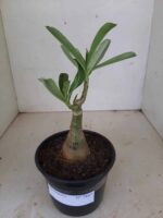 ENXERTO 7887 – 20cm (cor LM 656) - Imagem 2