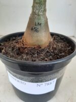 ENXERTO 7887 – 20cm (cor LM 656) - Imagem 4