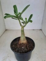 ENXERTO 7887 – 20cm (cor LM 656) - Imagem 3