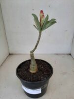 ENXERTO 7905 – 20cm (cor LM 606) - Imagem 2