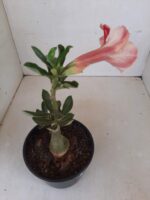 ENXERTO 7944 – 22cm (Cor LM 689) - Imagem 4