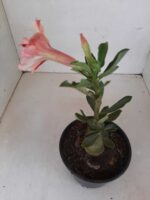 ENXERTO 7944 – 22cm (Cor LM 689) - Imagem 3