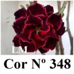 ENXERTO COR LM 348
