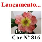 ENXERTO COR LM 816