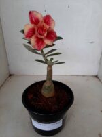 ENXERTO 8265 – 20cm (cor LM 402)