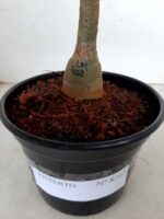 ENXERTO 8265 – 20cm (cor LM 402) - Imagem 3