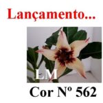ENXERTO COR LM 562